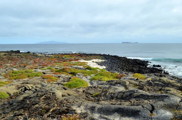 Végétation Colorée Sur Île Chapeau Chinois Galapagos — Photo