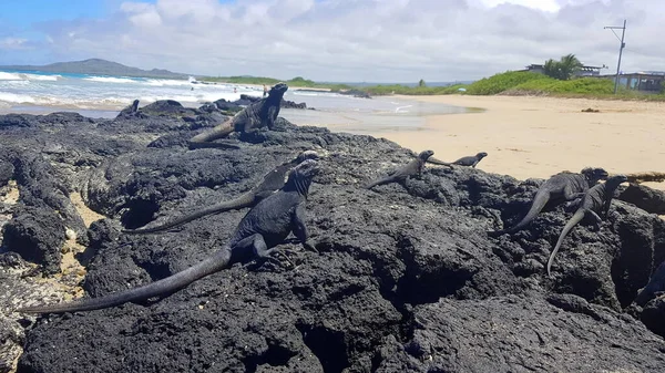 Deniz Iguanaları Güneşte Güneşleniyor Isabela Adasında Galapagos Takımadasında Ekvador — Stok fotoğraf