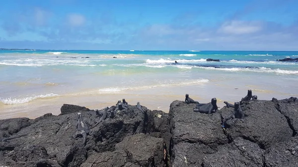Iguanas Marinas Tomando Sol Playa Isla Isabela Archipiélago Galápagos Ecuador —  Fotos de Stock