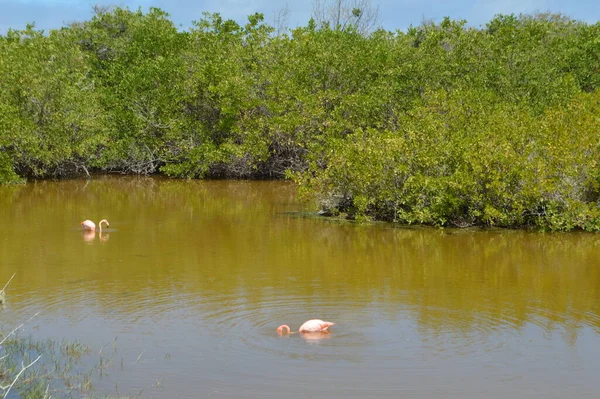 Rózsaszín Flamingók Tavon Galapagos Isabela Sziget Ecuador — Stock Fotó