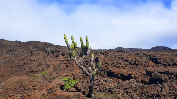 Big Cactus Growing Volcano Sierra Negra Galapagos Islands Ecuador — стоковое фото