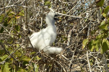 A red-footed booby bird with its chick in the nest, Galapagos islands, Ecuador