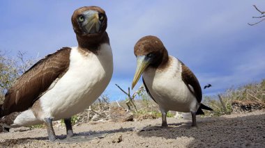 2 Brown Boobies Genovesa island, Galapagos, Ecuador