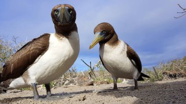 2 Brown Boobies Genovesa island, Galapagos, Ecuador