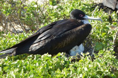 Magnificent Frigatebirds and their chicks nesting on Galapagos Islands, Ecuador