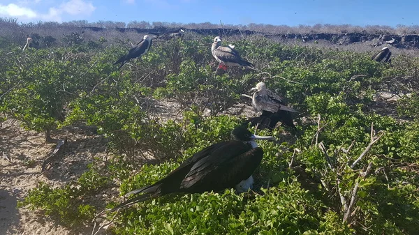 Magnificent Frigatebirds Chicks Nesting Galapagos Islands Ecuador — 图库照片