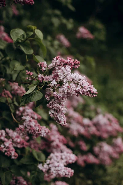 Lush Blooming Lilac Bushes Garden Blossoming Branches Lilacs Park — Stok Foto
