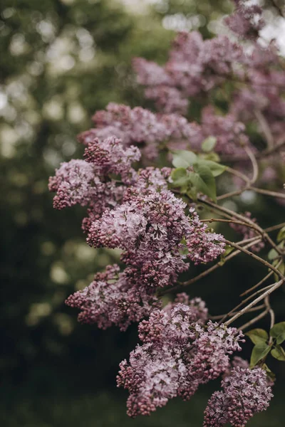 Blooming Branches Lilac Close Macro Photo Lilac Garden Park — Stok Foto
