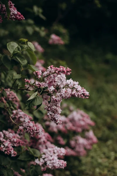 Semak Lush Mekar Ungu Taman Cabang Mekar Dari Lilac Taman — Stok Foto