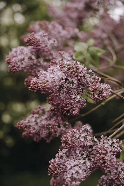Blooming Branches Lilac Close Macro Photo Lilac Garden Park — Stok Foto