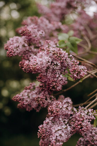 Blooming Branches Lilac Close Macro Photo Lilac Garden Park Royalty Free Stock Photos