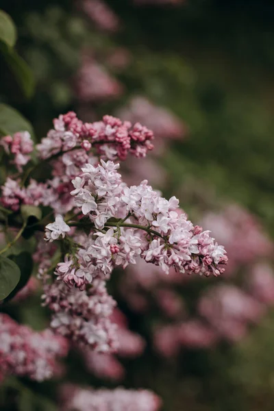 Cabang Mekar Dari Close Ungu Foto Makro Dari Sebuah Lilac — Stok Foto