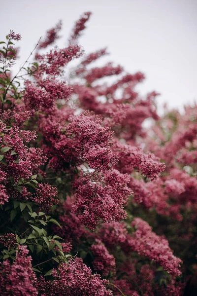 Lush Blooming Lilac Bushes Garden Blossoming Branches Lilacs Park — Stok Foto