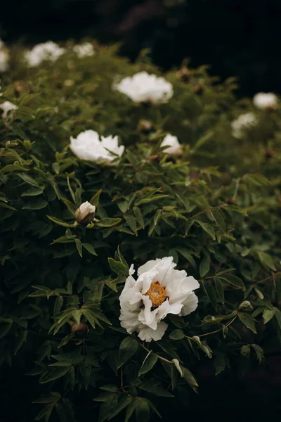 Bunga Peony Putih Menutup Foto Makro Dari Semak Peonies Putih — Stok Foto