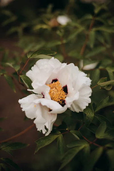 โอน ขาว ดอกไม ใกล ามา แมคโครภาพของพ มไม ของดอกโบต ขาว — ภาพถ่ายสต็อก