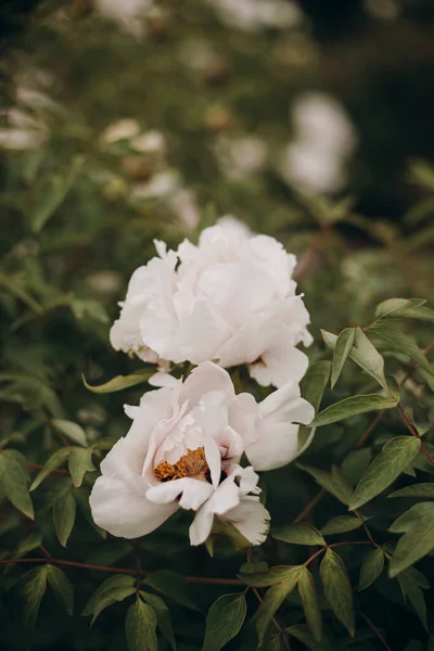 Bunga Peony Putih Menutup Foto Makro Dari Semak Peonies Putih — Stok Foto