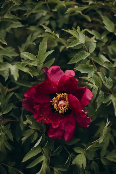 Bunga Peony Merah Menutup Foto Makro Dari Semak Semak Peonies — Stok Foto