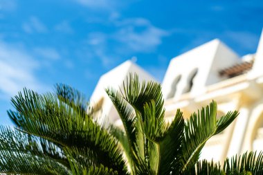 Mavi gökyüzü arka planında palmiye ağacı