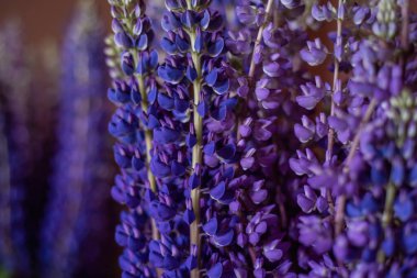 Lupine çiçekleri tamamen çiçek açmış. Bir sürü lupin. Çiçek açan makro Lupine çiçeği. Fabaceae. Bahar ve yaz çiçeği. Bahçe dekorasyonu. Menekşe çiçeği lupine arka planı.