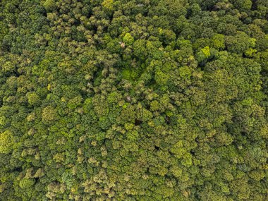 Gökyüzü manzaralı orman ağacı, yağmur ormanı ekosistemi ve sağlıklı çevre konsepti ve arka plan, yukarıdan yeşil ağaç manzarası dokusu.