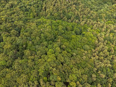 Gökyüzü manzaralı orman ağacı, yağmur ormanı ekosistemi ve sağlıklı çevre konsepti ve arka plan, yukarıdan yeşil ağaç manzarası dokusu.