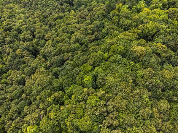 Aerial top view forest tree, Rainforest ecosystem and healthy environment concept and background, Texture of green tree forest view from above.