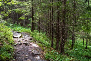 Dağlardaki güzel orman