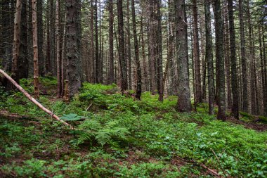 Ormandaki yeşil orman