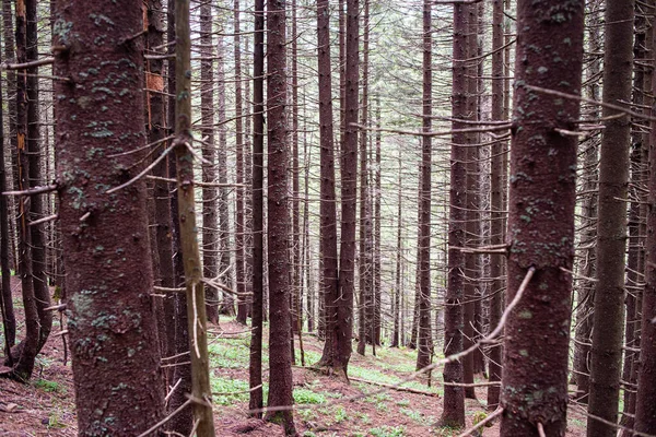 Beautiful Forest Woods — Stock Photo, Image