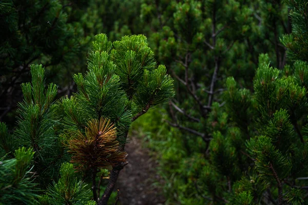 Grönt Tallar Skogen — Stockfoto