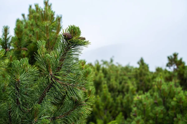 Green Pine Tree Branch Blue Sky Background — Stock Photo, Image