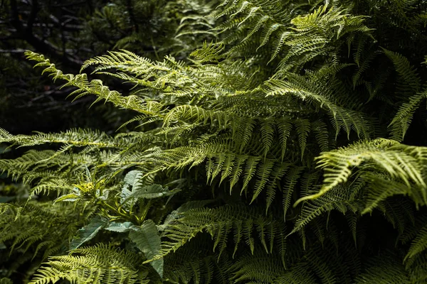 森の中に緑のシダの葉 — ストック写真
