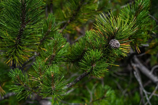 Pine Cone Branch Tree — Stock Photo, Image