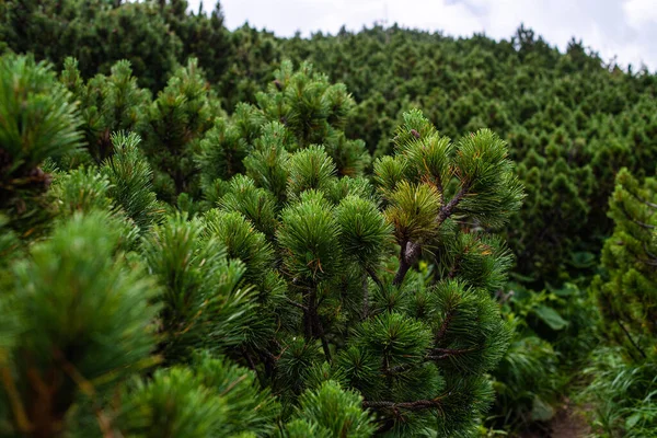 Groene Dennenboom Het Bos — Stockfoto