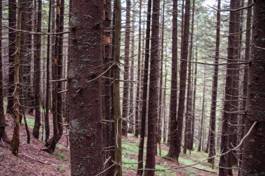 Ormandaki çam ormanları