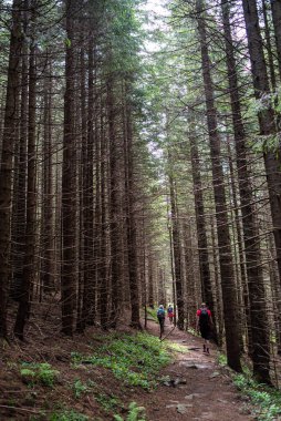 Ormanda yürüyüş parkuru.