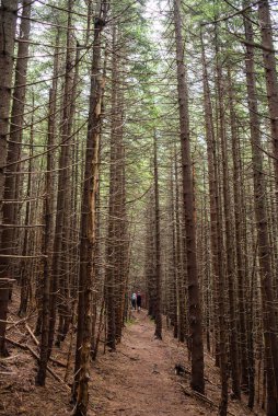 Ormanda yürüyüş parkuru.