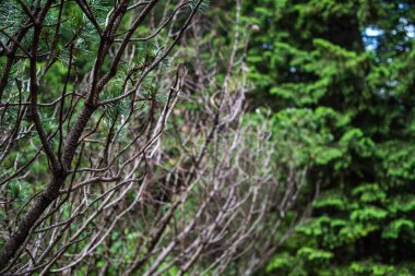 Ormanda yeşil yosun