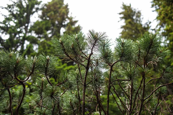 Branches Pins Verts Dans Forêt — Photo
