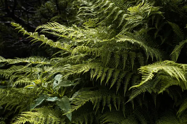 Zelené Kapradinové Listy Lese — Stock fotografie