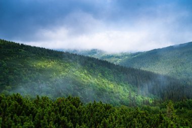 beautiful view of the forest in mountains