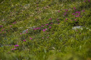 Bahçedeki güzel çiçekler