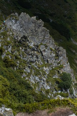 Yeşil yosun ve kayalarla kaplı dağ manzarası