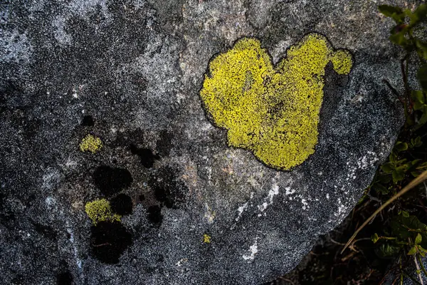 Ujęcie Bliska Pięknego Żółtego Mchu Kamieniu — Zdjęcie stockowe