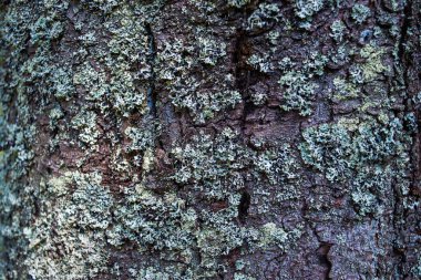Bir ağaç kabuğuna yakın.