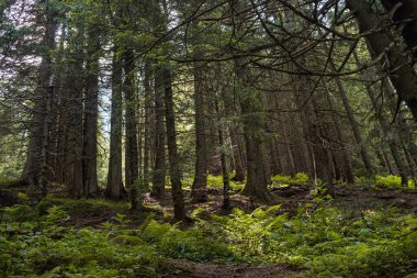 Dağlardaki güzel orman