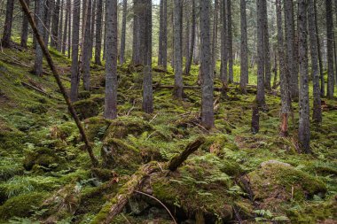 Dağlardaki güzel orman