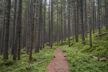 Dağlardaki güzel orman
