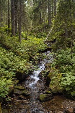 Ormanla çevrili güzel bir nehir görüntüsü.