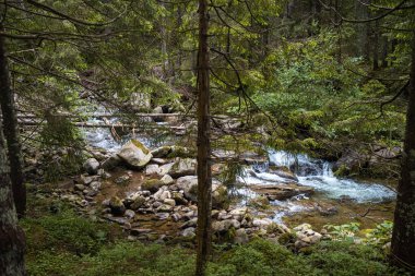 Ormanda güzel bir şelale